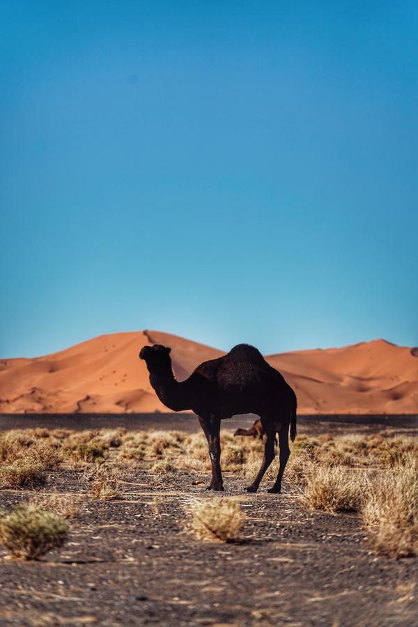 Luxurious Merzouga Desert Camps Hotel Екстериор снимка